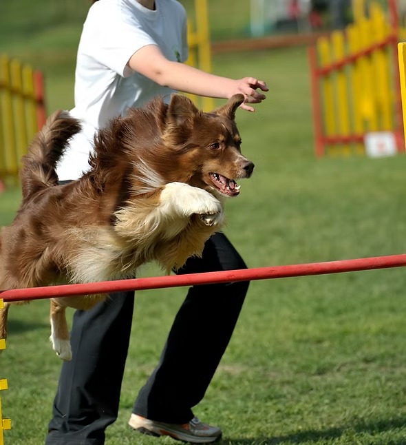 imgi 19 Concurso de perros